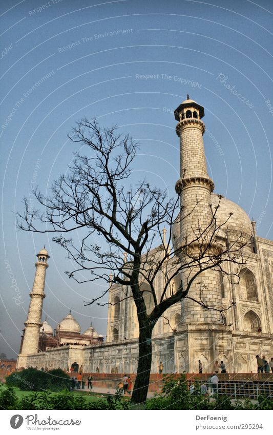 Taj Mahal Tree Agra Manmade structures Tourist Attraction Landmark Monument Past Colour photo Exterior shot Morning Worm's-eye view