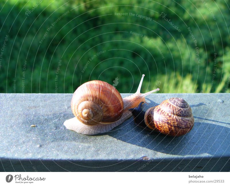 Snail meeting II Snail shell Encounter Feeler Slow motion Crawl Friendship Transport Date Handrail