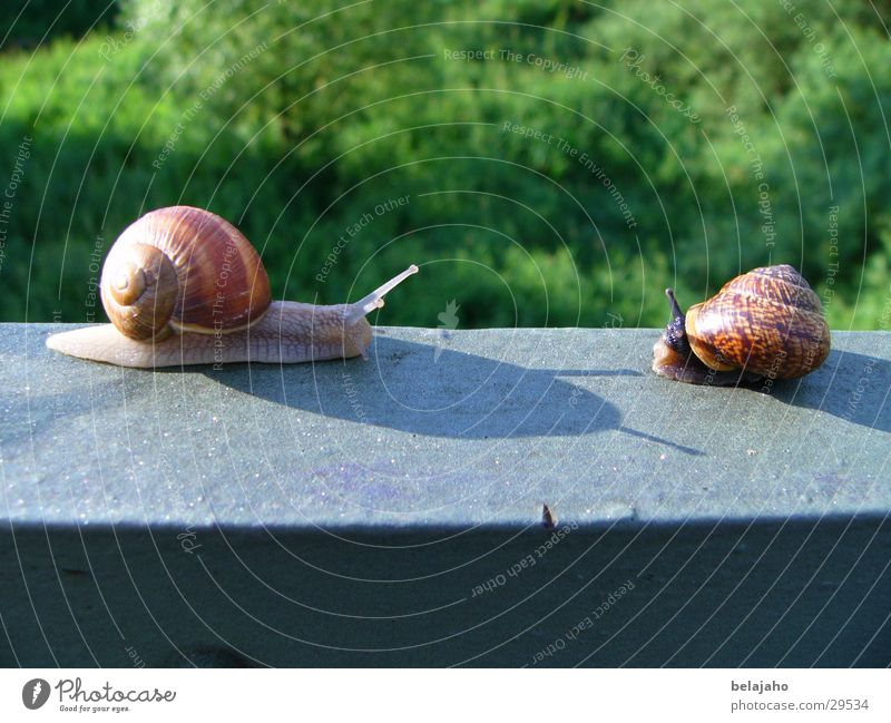 snail meeting Snail Snail shell Encounter Feeler Slow motion Crawl Friendship Transport Date Handrail
