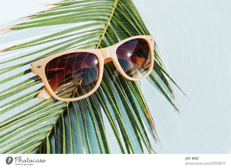 beige sunglasses on palm leaf, travel concept object Style Design Vacation & Travel Summer Sun Beach Fashion Accessory Sunglasses Plastic Hot Bright Modern