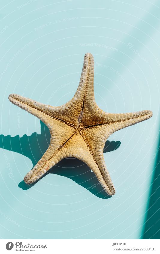 Starfish on turquoise bakground, tavel and summer concept Beautiful Life Relaxation Leisure and hobbies Vacation & Travel Summer Sun Nature Water Stars Beach