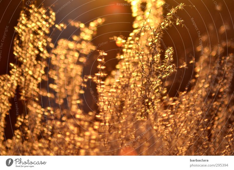 Rain of gold for the golden boy Nature Sun Spring Beautiful weather Plant Bushes Illuminate Esthetic Fantastic Glittering Many Warmth Gold Emotions Moody