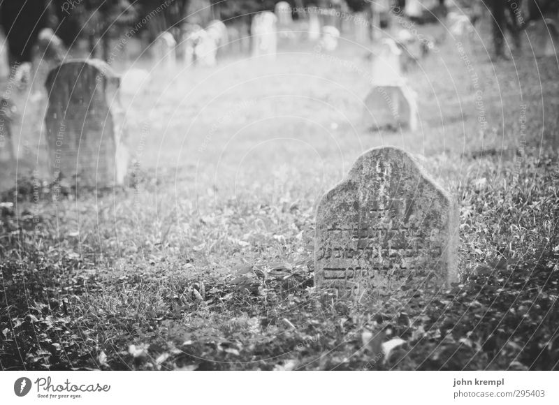 Old gravestones | Venezia II Venice Italy Cemetery Tomb Tourist Attraction Stone Characters Threat Famousness Dark Historic Compassion Peaceful Goodness