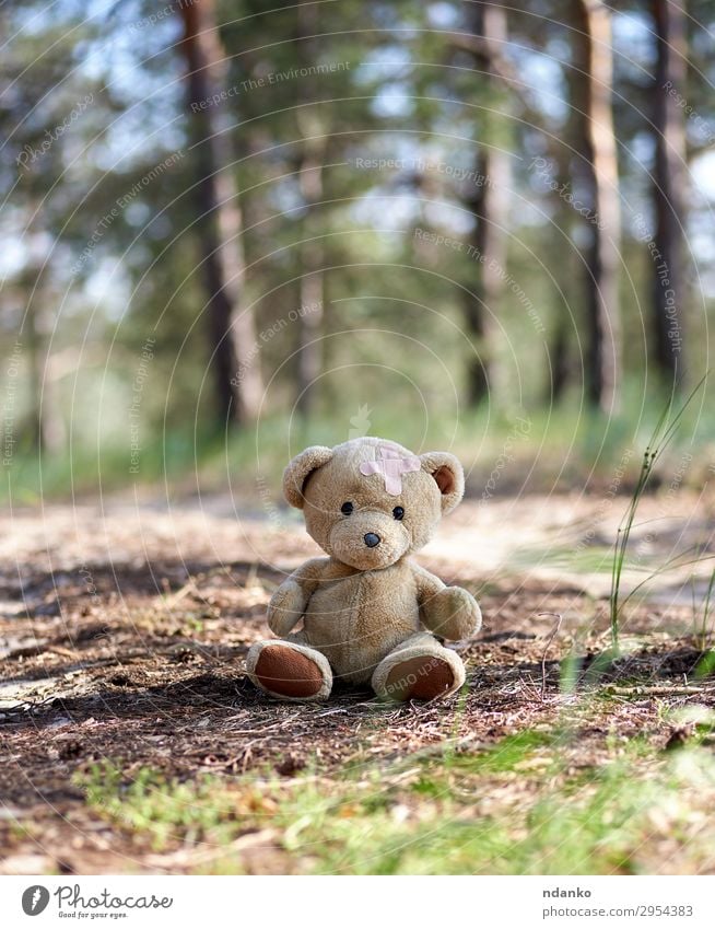 abandoned brown teddy bear Summer Nature Sand Park Forest Toys Doll Teddy bear Old Looking Sit Small Cute Soft Brown Friendliness Sadness Loneliness back Bear
