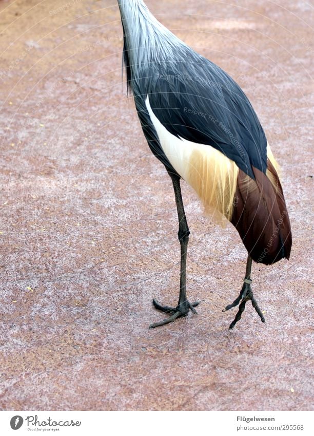 Headless to the start of the week Animal Wild animal Bird Wing Pelt Animal tracks Zoo Petting zoo 1 Flying Joy Life Bird's-eye view Birdseed Feather Claw