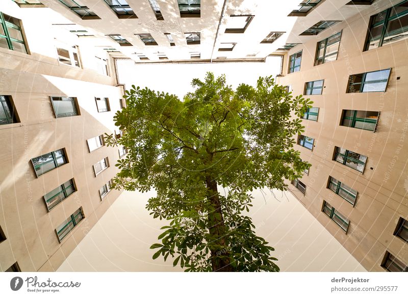 The window to the courtyard 12 Environment Nature Plant Sky Sun Spring Tree Capital city Downtown Deserted House (Residential Structure) Manmade structures