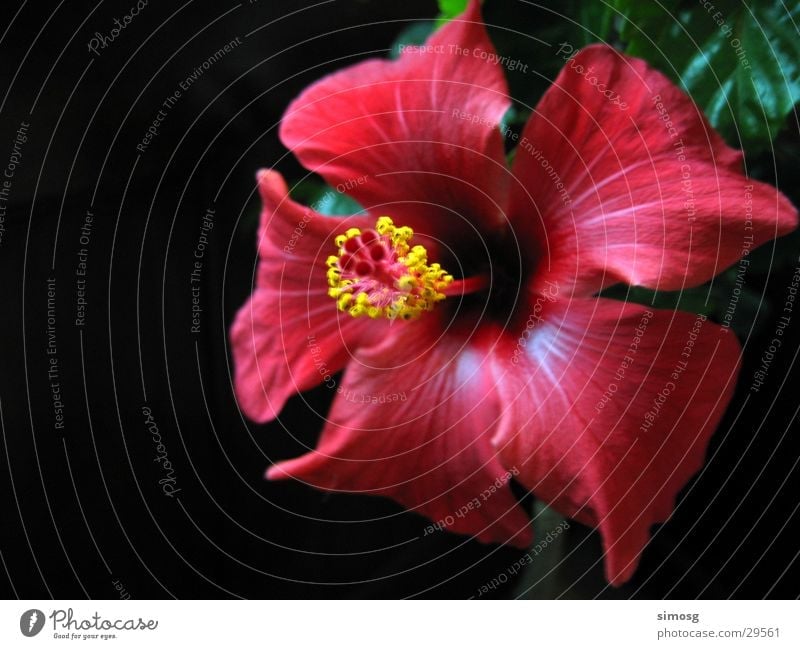 hibiscus Hibiscus Blossom Red Flower Nature