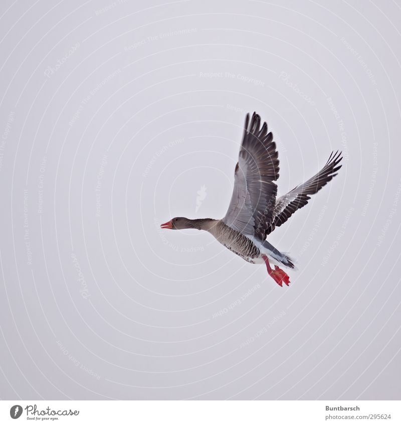 ... and then it takes off ... Animal Wild animal Bird Goose Gray lag goose 1 Movement Flying Fear Nerviness Floating Departure Colour photo Exterior shot