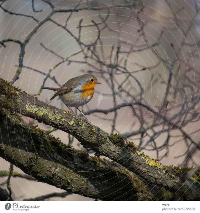 fly robin fly Nature Animal Tree Bird Small Branch feathers Grand piano Robin redbreast Erithacus rubecula Colour photo Exterior shot