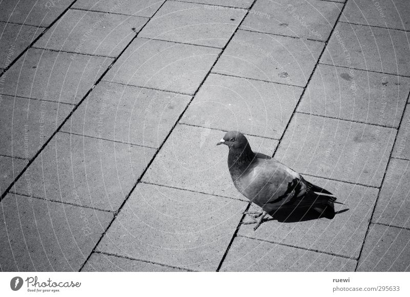 urban living Environment Town Animal Wild animal Pigeon 1 Stone Concrete Observe Stand Wait Dirty Hideous Gloomy Gray Black White Cleanliness Sadness Loneliness