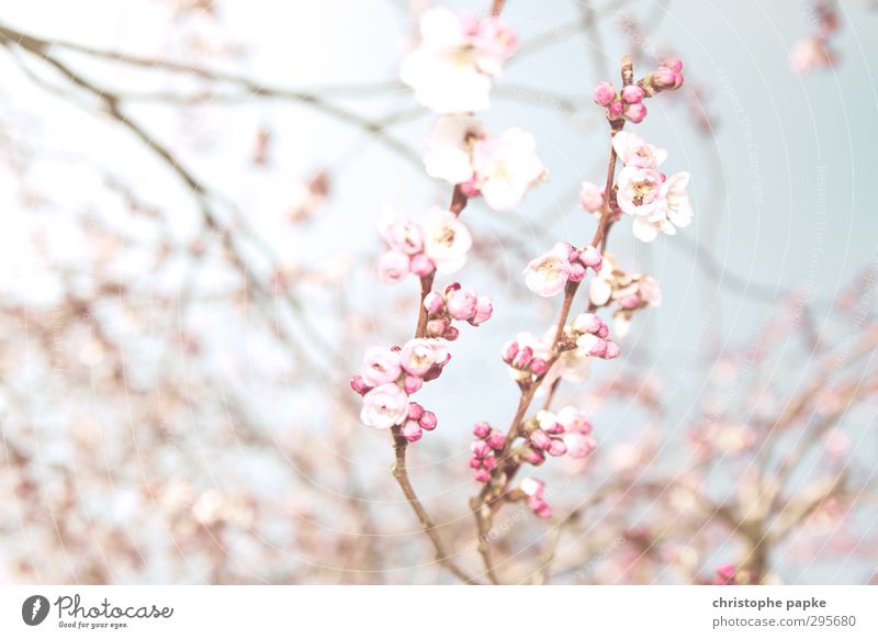 Hanami Plant Spring Beautiful weather Blossom Blossoming Exotic Bright Spring fever Nature Cherry Blossom Festival Cherry blossom Apple blossom Japan