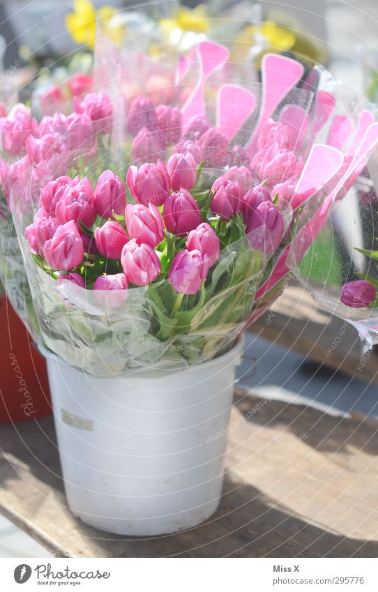 Mother's Day Valentine's Day Spring Flower Blossom Blossoming Fragrance Flower vase Tulip Florist Bouquet Bucket Pink Colour photo Multicoloured Exterior shot