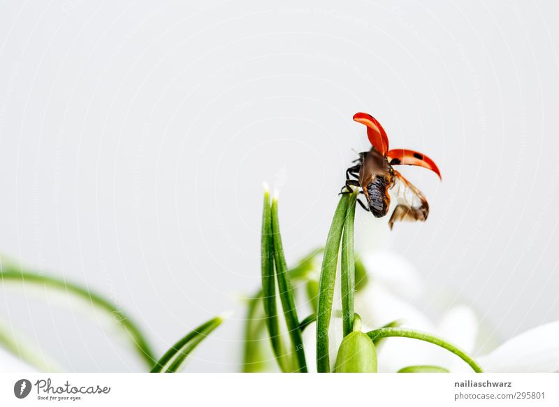 Take off! Environment Plant Animal Spring Flower Grass Wild animal Beetle Wing Insect Ladybird 1 Running Movement To hold on Flying Happiness Funny Cute