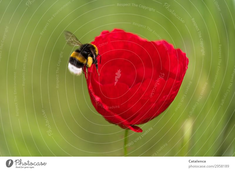 A bumblebee flies towards the flower of the corn poppy Nature Plant Animal Spring Flower Grass Blossom Poppy blossom Corn poppy Garden Meadow Field Bumble bee