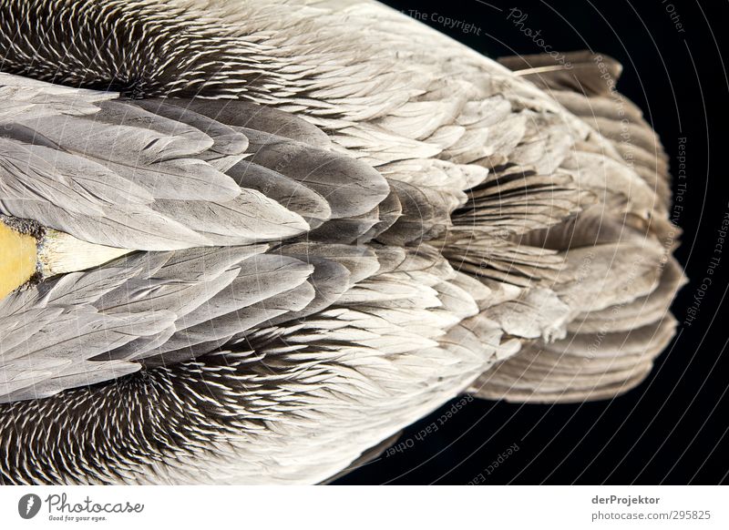 The structure of a pelican from a bird's eye view ;-) Environment Nature Animal Sunlight Spring Climate Lake Bird Zoo Pelican 1 Esthetic Athletic Authentic