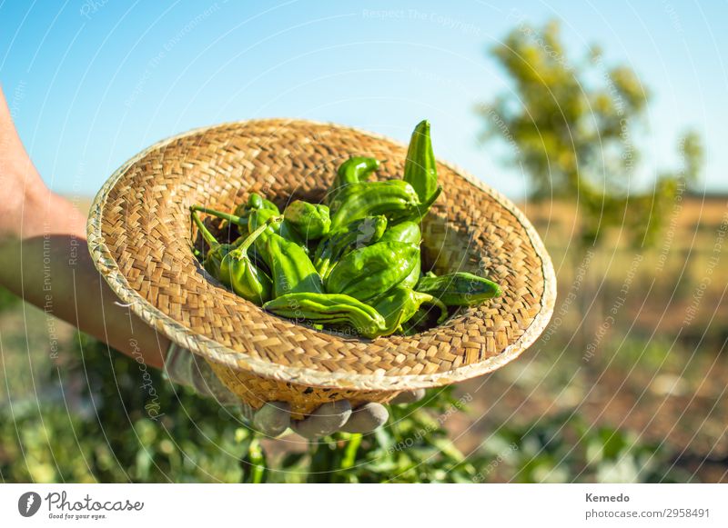 Female farmer holding a straw hat full of fresh green peppers. Food Vegetable Nutrition Organic produce Vegetarian diet Lifestyle Healthy Healthy Eating