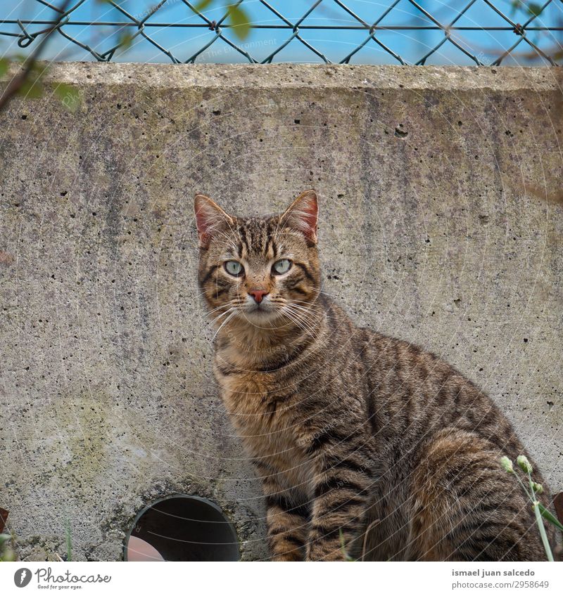 grey cat portrait in the street, stray cat in the nature Cat Pet Kitten Gray Domestic Whiskers Portrait photograph Animal Head Eyes Ear Hair Neutral Background