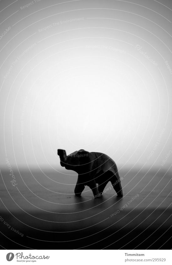 Youth photo. The world and everything. Elephant 1 Animal Wood Dream Simple Gray Black Emotions Adventure Wooden figure Miniature Black & white photo Pattern