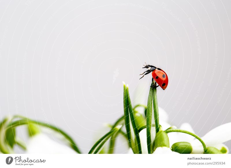 ladybugs Plant Flower Animal Beetle Ladybird Insect 1 Observe Touch Fragrance Discover To hold on Crawl Simple Happiness Beautiful Funny Cute Positive Green Red