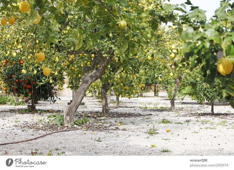 Vitamins. Environment Nature Landscape Plant Earth Esthetic Flourish Growth Mature Lemon Lemon juice Fruit Fruit garden Lemon yellow Lemon tree Orange