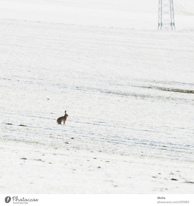 Was what? - Easter snowy Technology Energy industry Electricity pylon Environment Nature Landscape Animal Earth Spring Winter Climate Snow Field Wild animal