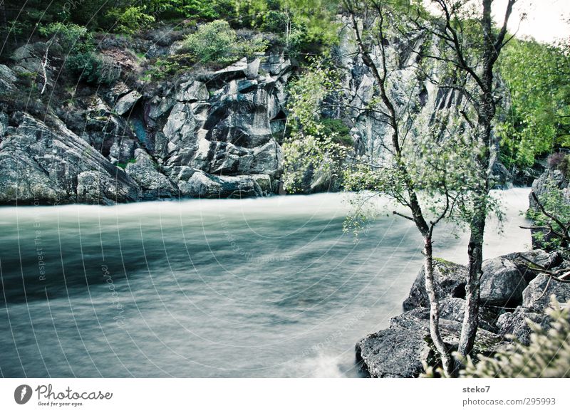 cold water Nature Water Tree Rock River bank Healthy Cold Natural Wild Blue Gray Green Norway Colour photo Exterior shot Deserted Copy Space bottom