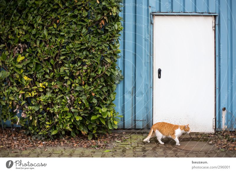 cat ante portas. Office Factory Agriculture Forestry Industry Plant Bushes Deserted Industrial plant Building Wall (barrier) Wall (building) Facade Door