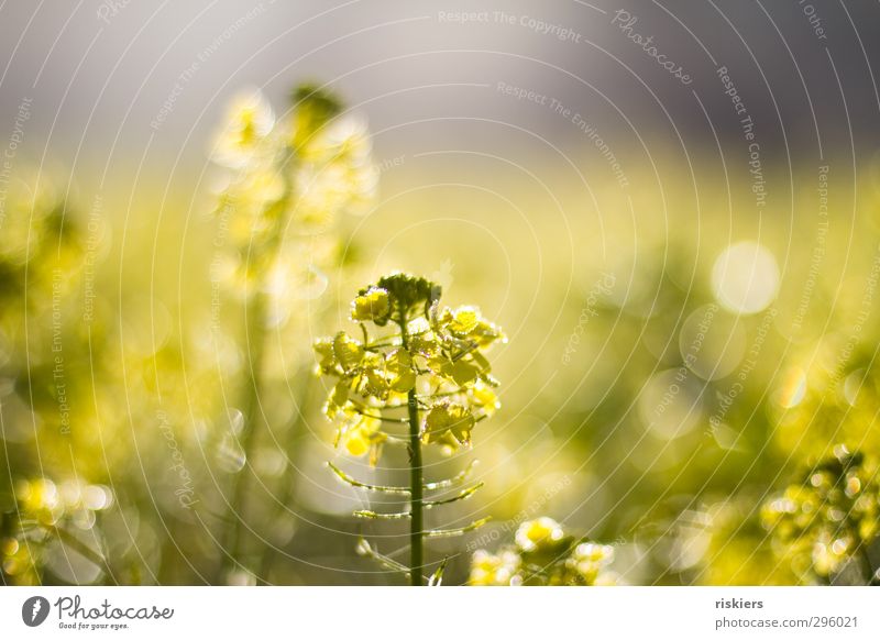 sea of light ii Environment Nature Landscape Plant Drops of water Sun Sunrise Sunset Sunlight Spring Autumn Beautiful weather Agricultural crop Canola