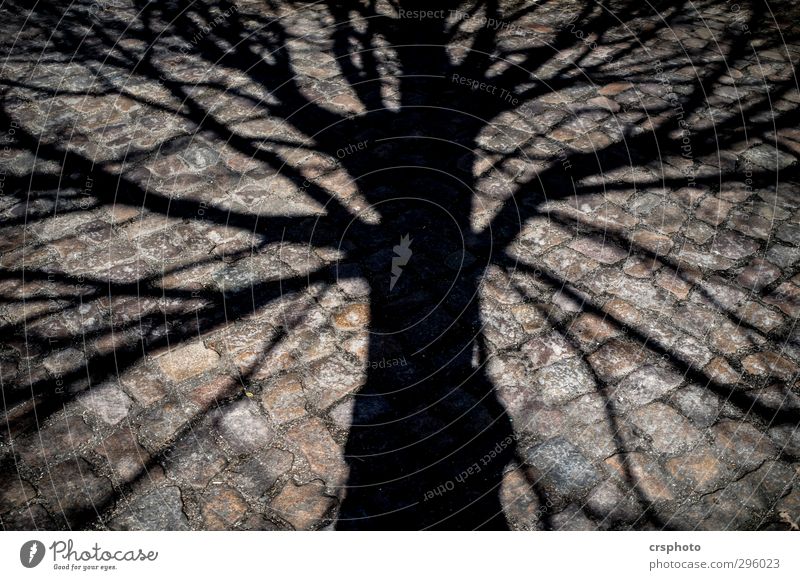 paved beach Plant Tree Street Brown Chaos paving stone Lanes & trails Branch Cobblestones Tree trunk Shadow Branchage Life Occupying Jolting Sunlight