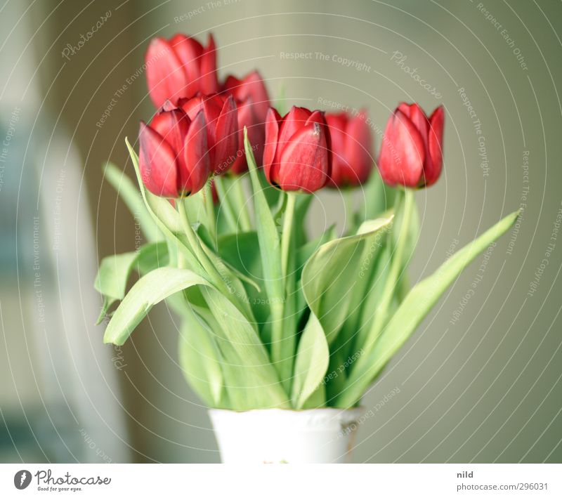 beginning of spring - red Environment Nature Plant Tulip Green Red Spring fever Flower Bouquet Blossom Vase Colour photo Interior shot Detail Morning Day