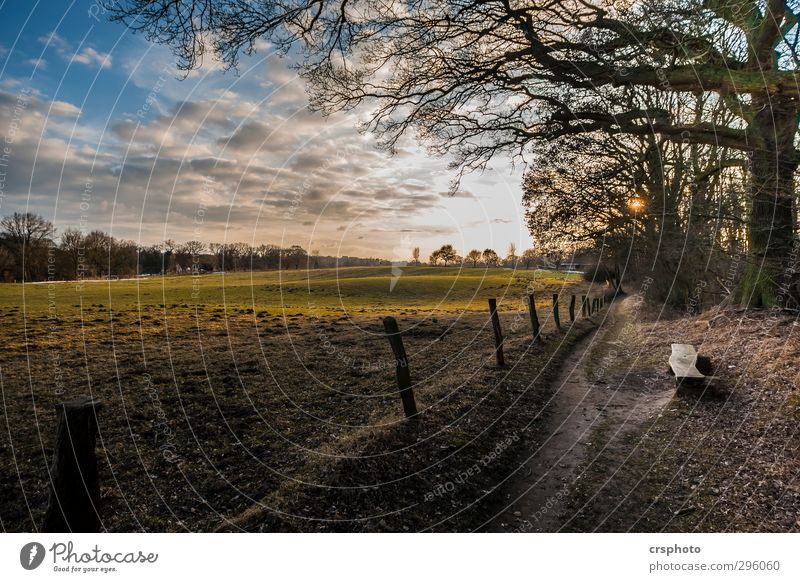 Keep looking for a peaceful place Nature Landscape Animal Sky Clouds Sun Sunlight Beautiful weather Tree Field Forest Pasture To enjoy Exceptional Infinity