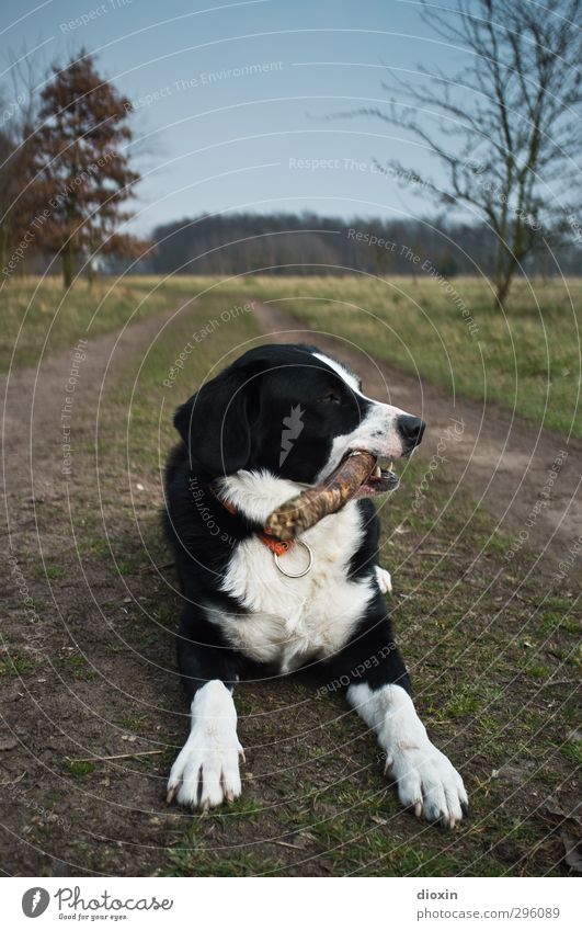 Depth psychologically seen... Environment Nature Landscape Earth Tree Grass Stick Meadow Pasture Heathland Lanes & trails Animal Pet Dog 1 Lie Cuddly Natural