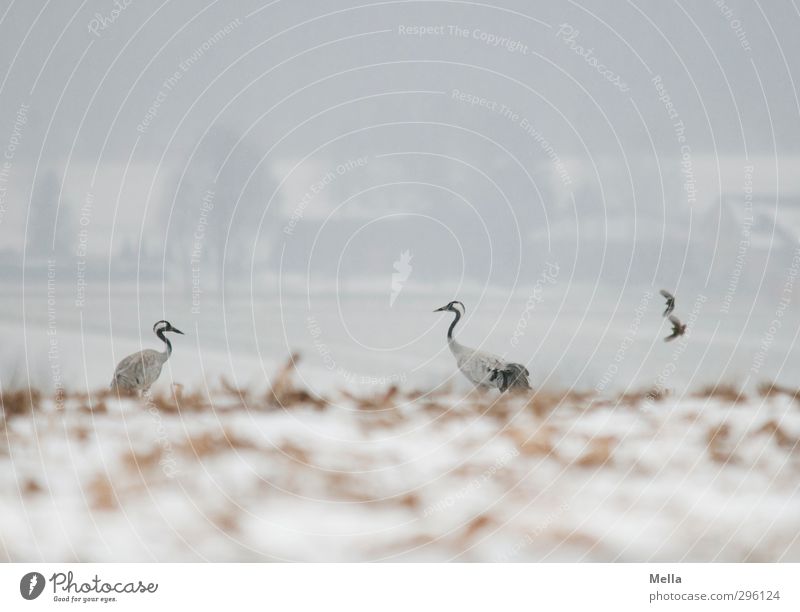 In pairs in pairs Environment Nature Landscape Animal Earth Winter Climate Weather Bad weather Fog Snow Field Wild animal Bird Crane 2 Pair of animals Flying