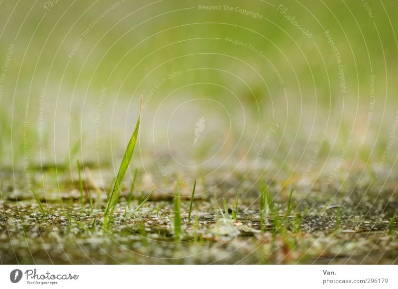 Come out, spring! Nature Plant Earth Spring Grass Blade of grass Garden Growth Fresh Small Green Delicate Colour photo Subdued colour Exterior shot Close-up