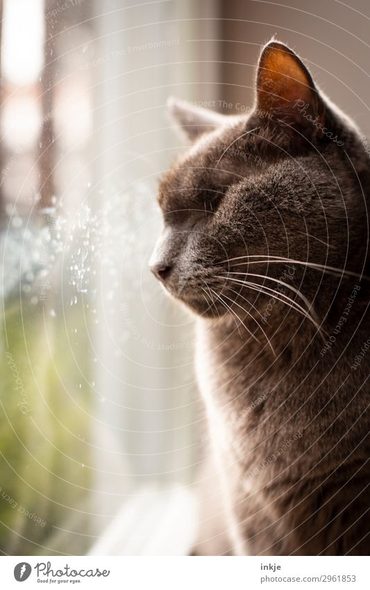 Favorite spot with nose marks Living or residing Window Window pane Pet Cat Animal face purebred cat 1 Looking Tracks Patch Dirty One-eyed Colour photo