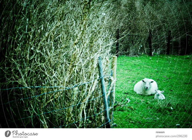 sheep mother Nature Animal Grass Meadow Field 2 Green Sheep Lamb Mother Hedge Hiding place Lie Calm Protect Safety (feeling of) Colour photo Exterior shot