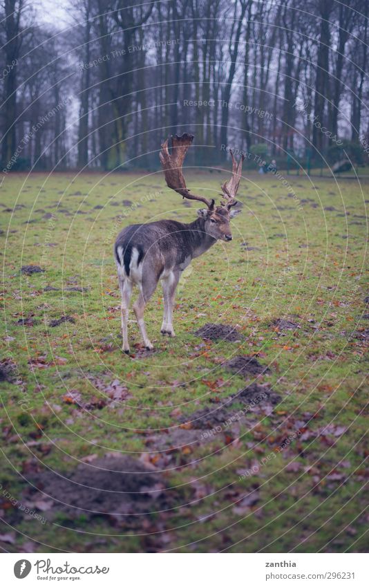 stag Animal Deer 1 Loneliness Idyll Nature Environment Germany Antlers Red deer Park Autumn Spring Colour photo Subdued colour Exterior shot Deserted Day