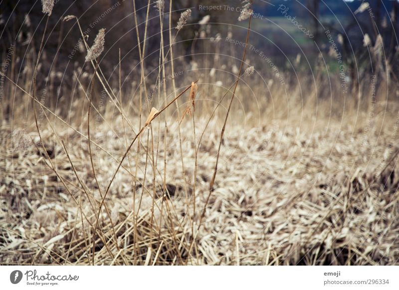 grasses Environment Nature Landscape Plant Grass Natural Dry Brown Gray Common Reed Colour photo Subdued colour Exterior shot Deserted Day