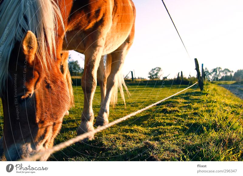 meal. Landscape Spring Beautiful weather Field Farm animal Horse 1 Animal To feed Colour photo Exterior shot Copy Space right Day Sunlight Animal portrait