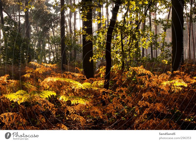 Forest light Autumn Tree Leaf Brown Yellow Colour fall fern sunshine wood Exterior shot