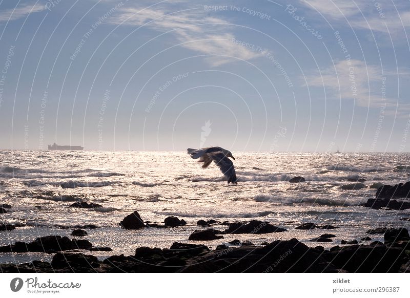 seagull Sand Air Water Summer Wind Rock Waves Ocean Wing 1 Animal Going To enjoy Free Cold Natural Crazy Speed Beautiful Athletic Blue Silver Colour photo