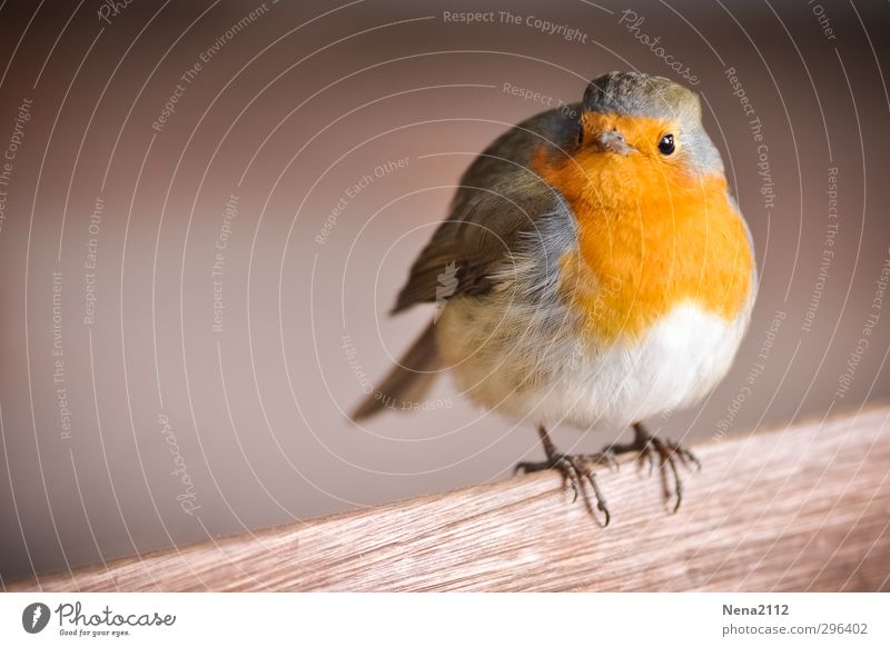Hey, is there any food here? Nature Animal Bird Animal face Wing 1 Stand Wait Cool (slang) Happy Funny Cute Beautiful Orange Red Robin redbreast Colour photo