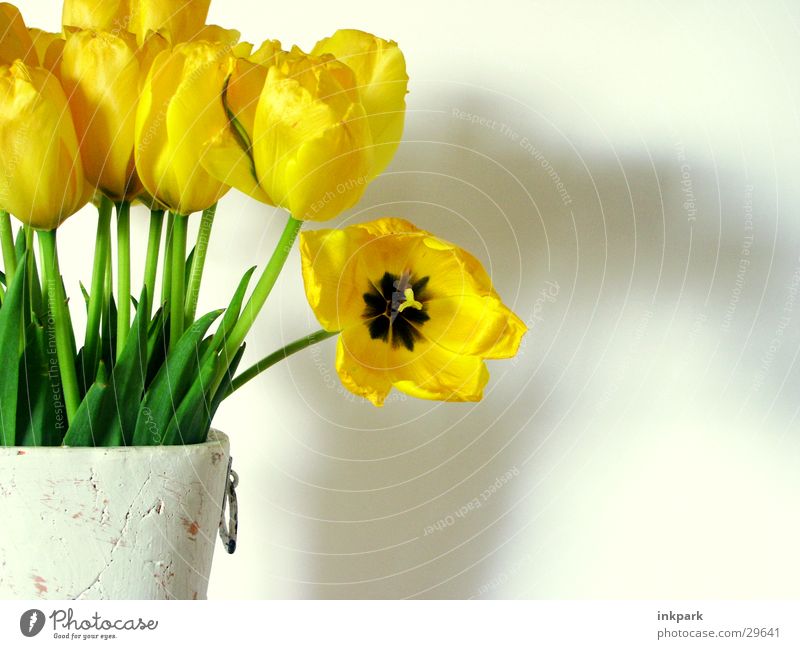 Look at me Flower Tulip Vase Yellow Green Plant Decoration