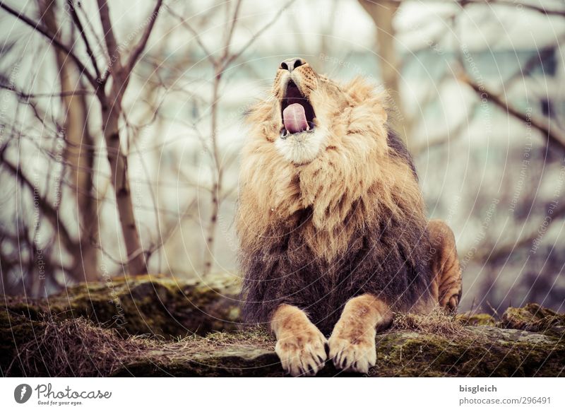 spring tiredness Zoo Spring Animal Wild animal Lion Lion's mane 1 Brown Fatigue Yawn Tongue Colour photo Subdued colour Exterior shot Deserted Day
