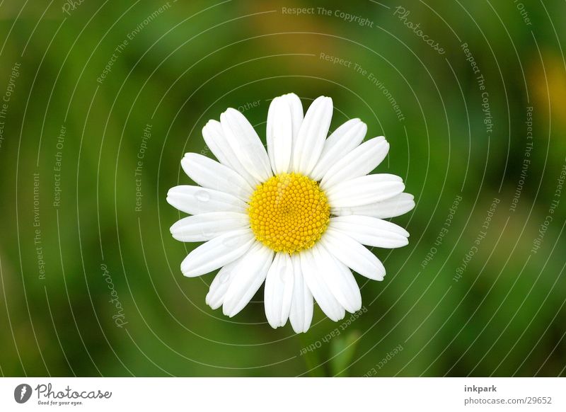 Portrait of a flower Flower Daisy Blossom Leaf Summer Meadow Macro (Extreme close-up)