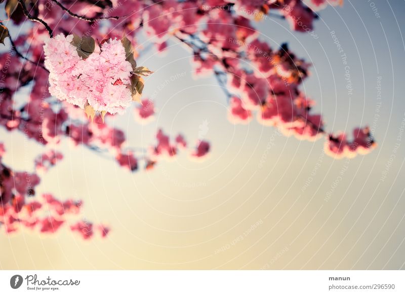 they bloom again Nature Plant Cloudless sky Spring Beautiful weather Tree Blossom Cherry blossom Ornamental cherry Spring colours Pink Spring fever Colour photo