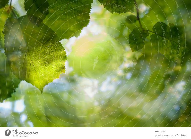 green Nature Spring Summer Tree Leaf Twigs and branches Forest Deciduous tree Deciduous forest Natural Green Environmental protection Colour photo Detail