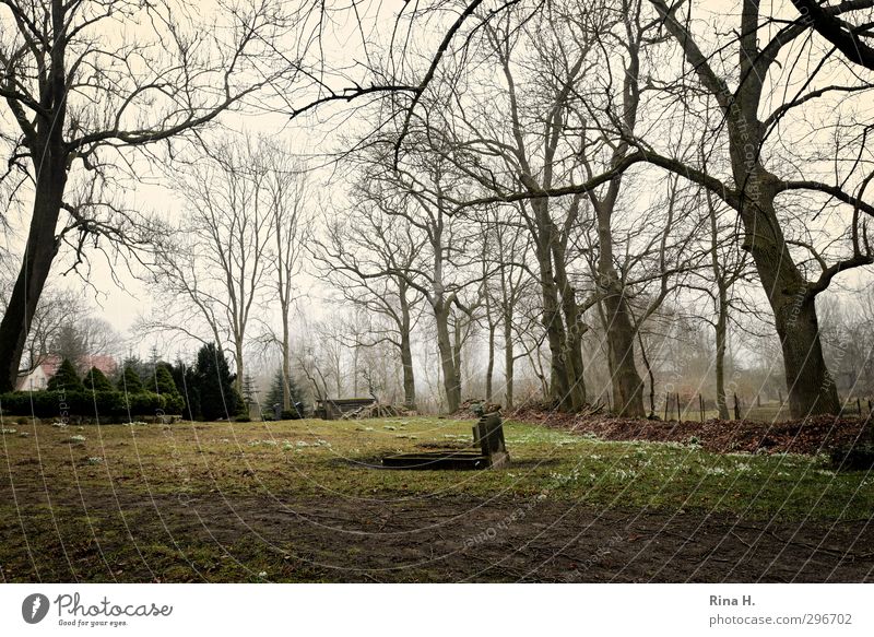 Alone in twos Landscape Spring Bad weather Fog Tree Grass Spring flower Hedge Meadow Dark Yellow Green Sadness Grief Loneliness Death Decline Transience