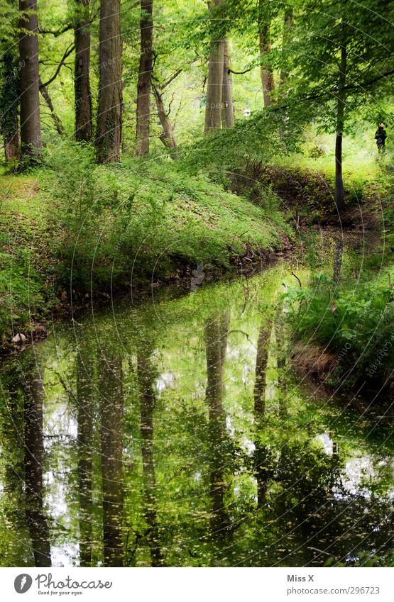 At the river Nature Landscape Water Spring Summer Beautiful weather Tree Grass Park Forest Pond Brook Green Relaxation Leisure and hobbies Calm Recreation area