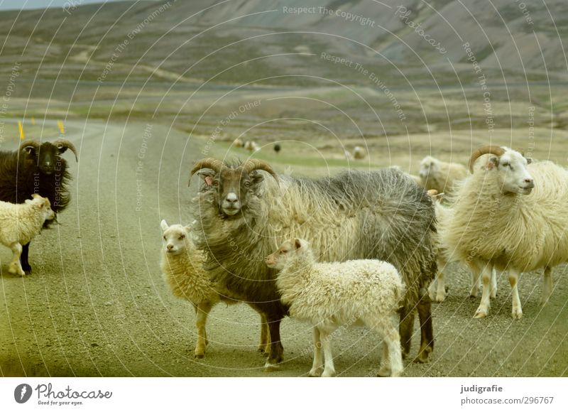 thulegraphia Environment Nature Landscape Mountain Iceland Traffic infrastructure Street Lanes & trails Animal Farm animal Sheep Group of animals